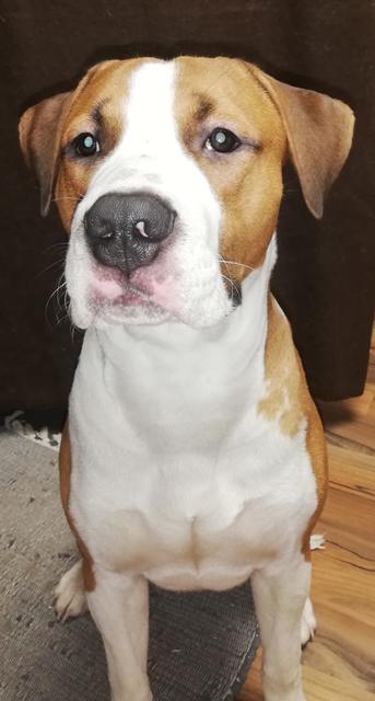 Rüde Barnaby | Foto: Irene Trenz