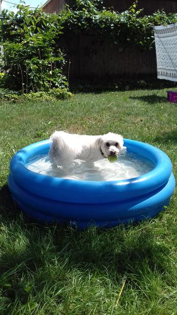 Cico im Sommer beim Schwimmen | Foto: Markus Schieder