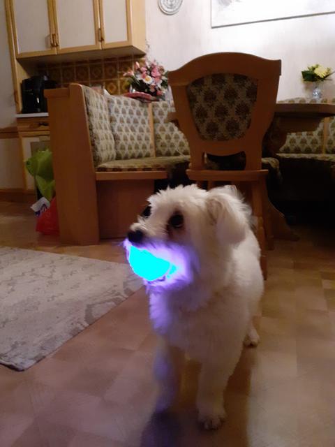 Cico mit einem Leucht-Bällchen | Foto: Markus Schieder