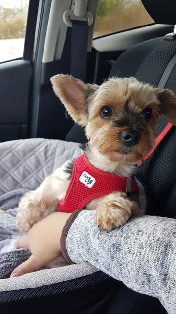 Die kleine Lebensbegleiterin Nathi | Foto: Renata Patzak