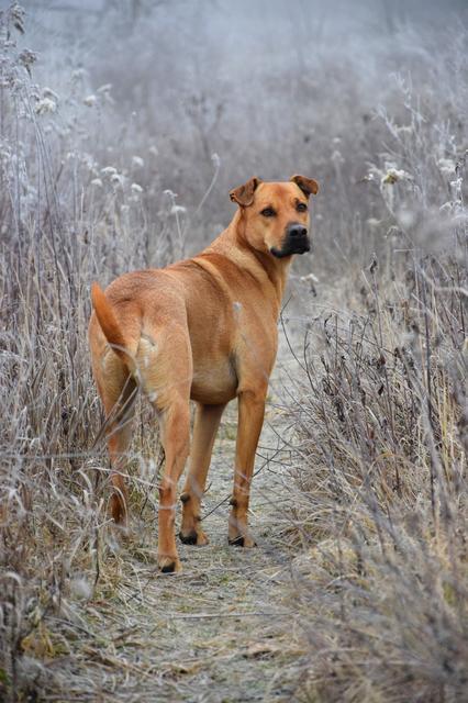 Forrest beim Spazierengehen | Foto: Carla Hartberger