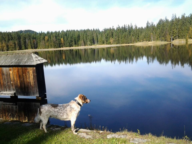Billy am Stierhüblteich in Gmünd | Foto: Matthias Marek