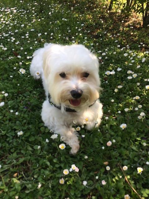 Rocky in einer Blumenwiese | Foto: Renate Vonwald