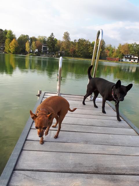 Mischling Gugla und Zwergpincher Amy | Foto: Birgit Leimhofer