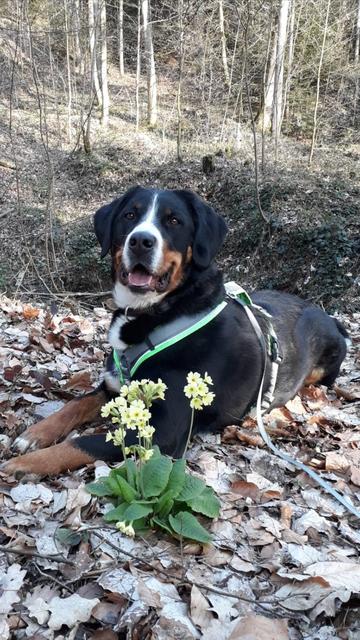 Luna im Wald | Foto: Tanja Kößl