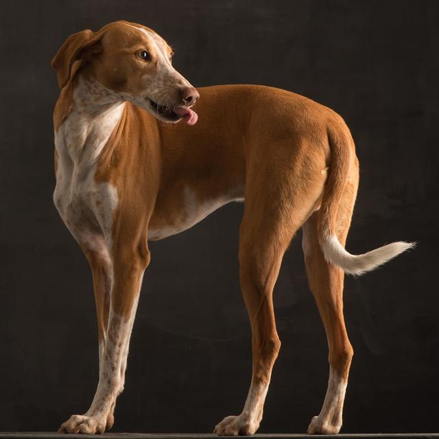 Noah bei einem Fotoshooting | Foto: © Paul Croes