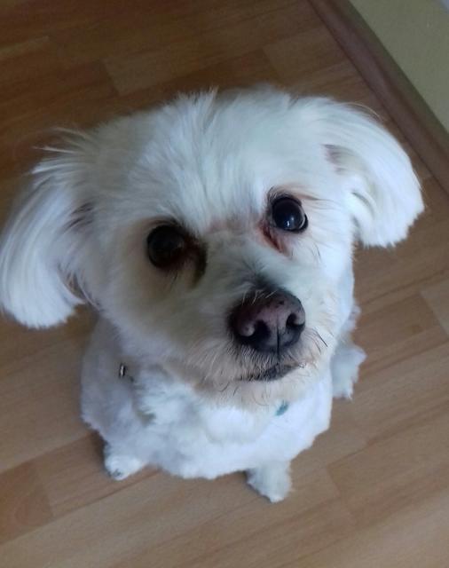 Cico macht "Sitz" | Foto: Markus Schieder