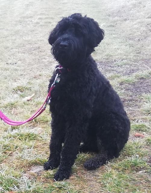 Riesenschnauzerhündin Fee | Foto: Johanna Schweinzer