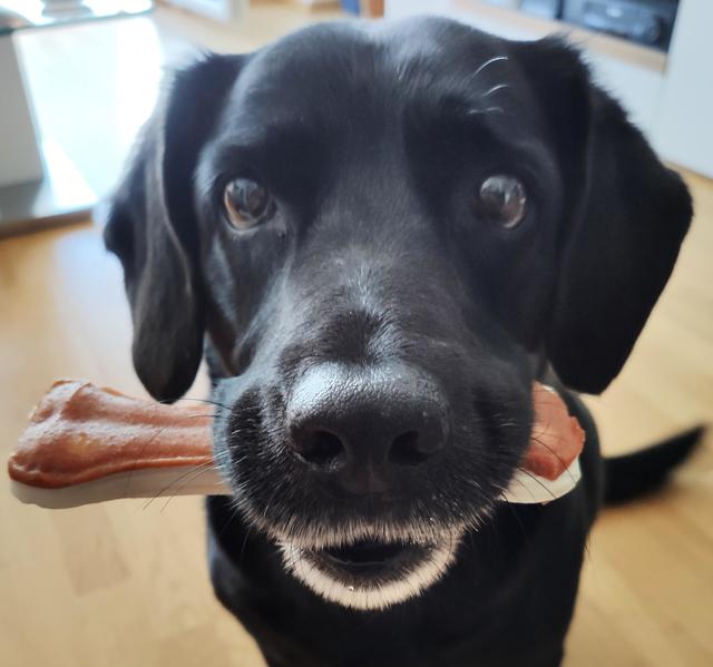 Börni mit Knochen | Foto: Helmuth Neugebauer