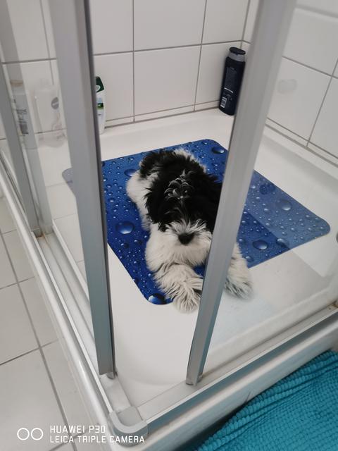 Die 16 Wochen alte Bounty | Foto: Nicole Ondrovics