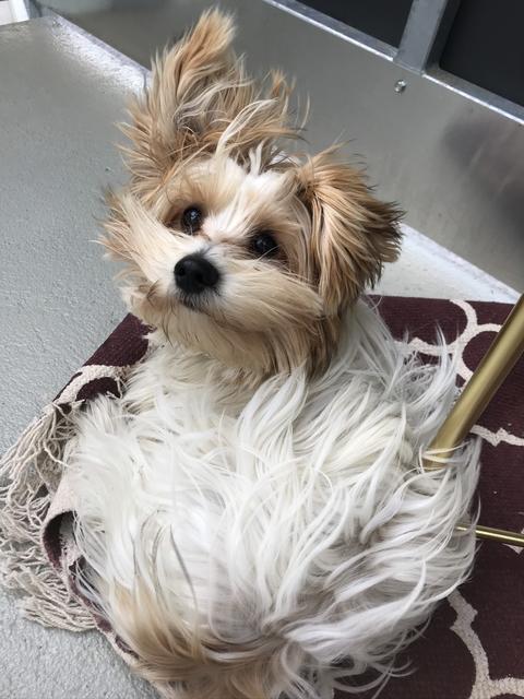 Die kleine Strolchi "vom Winde verweht" | Foto: Kristina Hartig