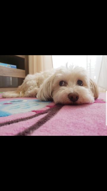 Bella ganz müde | Foto: Martina Singer