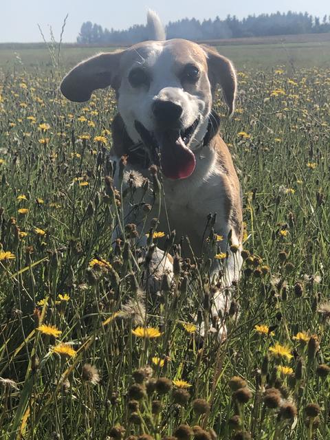 Jimma - ein 8-jähriger Beagle | Foto: Tamara Gruber