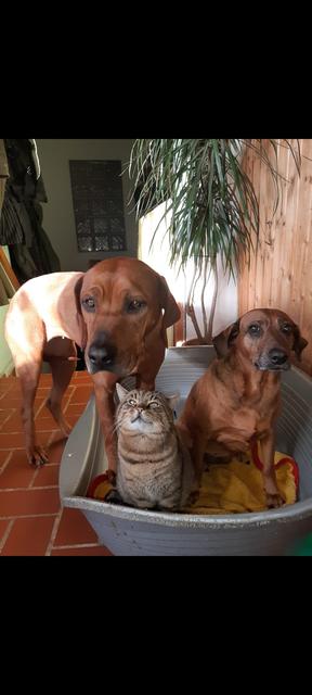 Liva &amp; Tartuffi | Foto: Martin Vögl