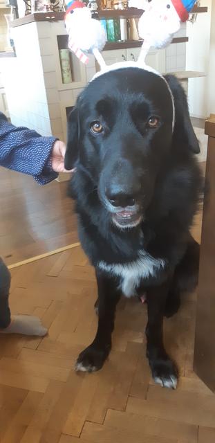 Fido zu Weihnachten mit Kopfstück | Foto: Claudia Krenmayr