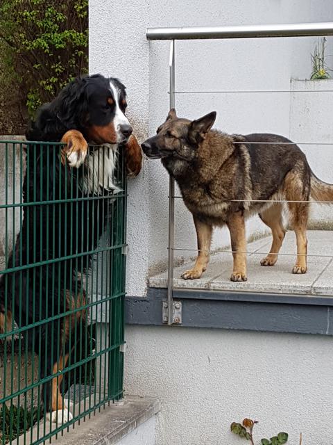 Die beiden besten Freunde: Ambra &amp; Sam | Foto: Irene Hutter