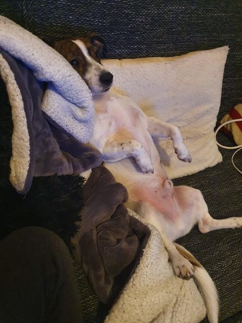 Timmy beim Chille auf der Couch | Foto: Vanessa Sosna