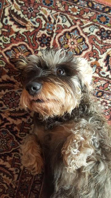 Wachhund Bella | Foto: Beatrix Haider