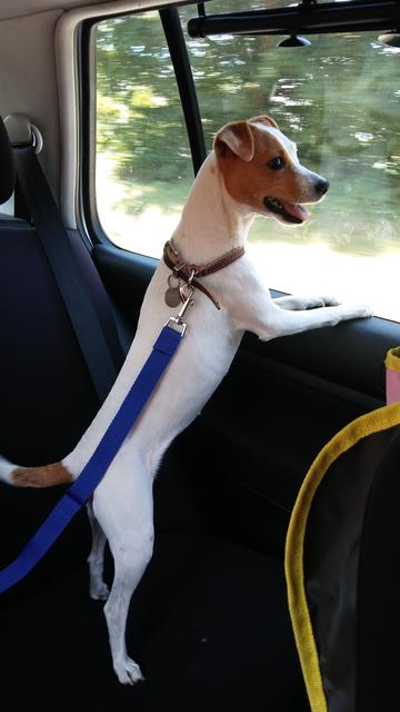 Stella auf Reisen | Foto: Julia Hammerl