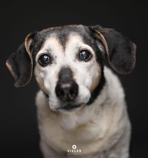 16 Jahre alte Hündin Jana aus Griechenland | Foto: Irene Trenz