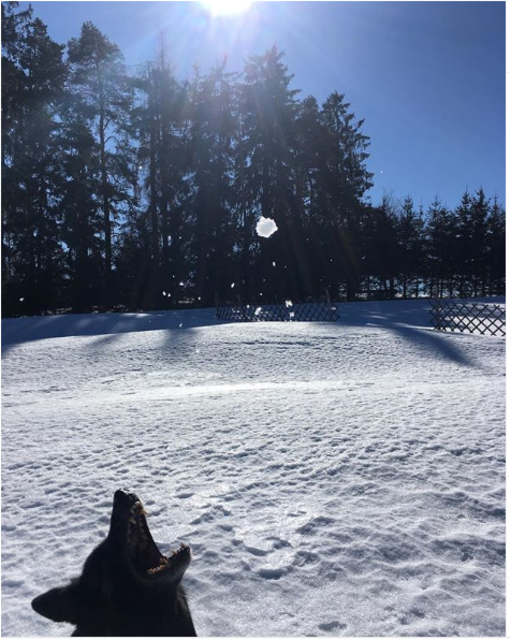 Nero spielt mit einem Schneeball | Foto: Michaela Steininger