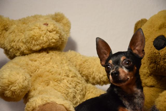 Der beste Freund von Forrest - Bubba | Foto: Carla Hartberger