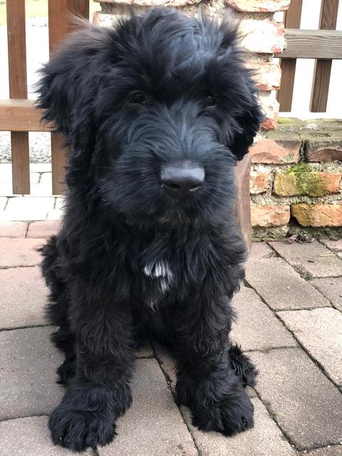 Briard-Welpe Santos | Foto: Sonja Kratky