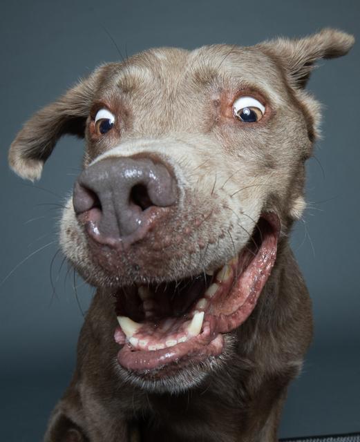 8 Jahre alter Rüde Enzo | Foto: Irene Trenz