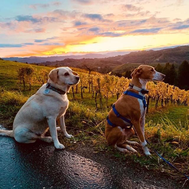 Noah mit seiner Freundin Miley (hier links im Bild) | Foto: Manuela Kanzler
