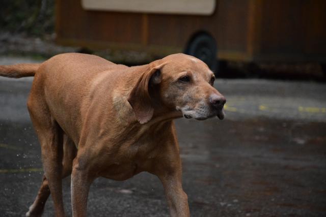 Forrest  | Foto: Carla Hartberger