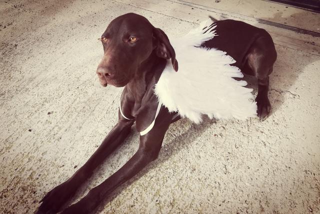 Gina als "Engerl" | Foto: Bettina Hierstand