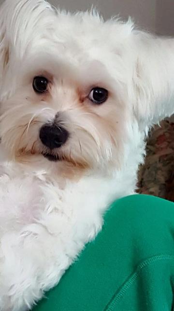 Rocky ganz frech | Foto: Renate Vonwald