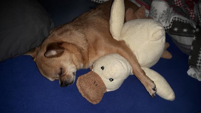 Henry mit seiner liebsten Kuschelente "Anton" | Foto: Vera Schuttermeier