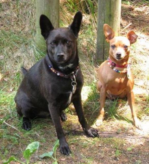 Amy &amp; Gugla in der Wiese | Foto: Birgit Leimhofer