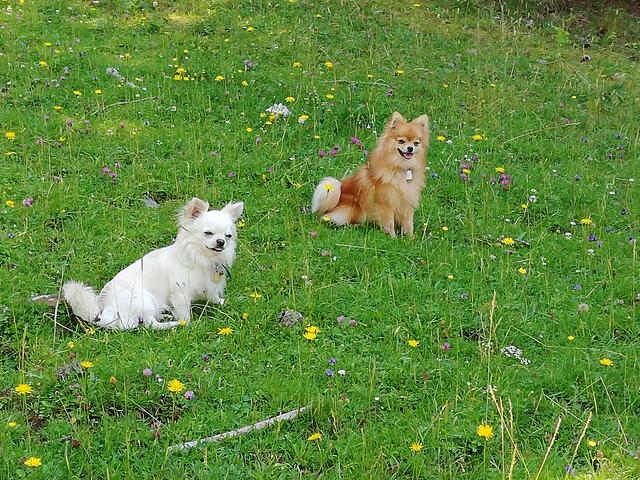 Snoopy &amp; Quinny auf der Wiese | Foto: Ingeborg Erber