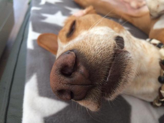 Noah beim "Chillen" | Foto: Manuela Kanzler