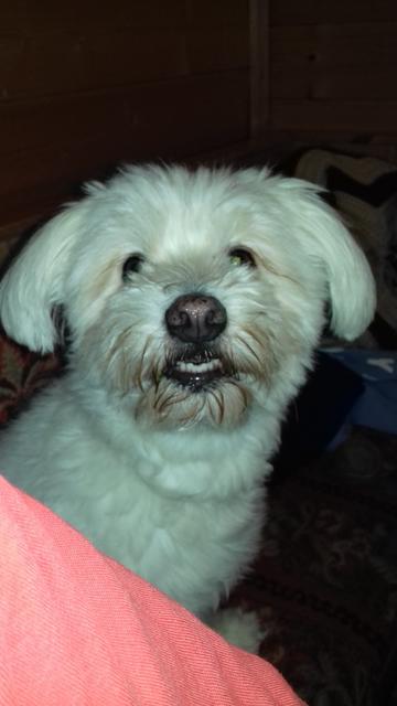 Cico | Foto: Markus Schieder