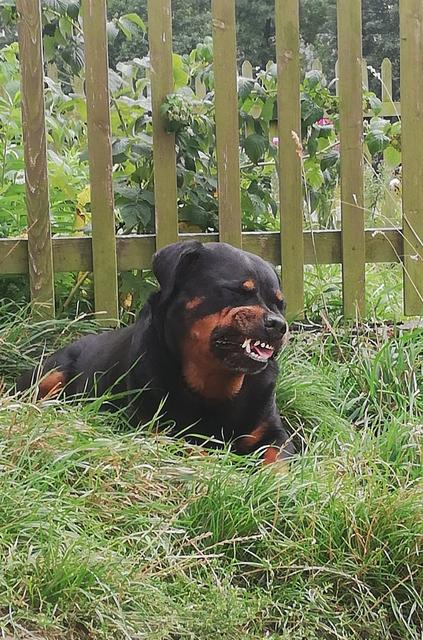 Die ehemalige Zuchthündin - Jossy van Gorgar | Foto: Familie Neubauer