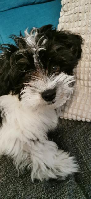 Die kleine Bounty  | Foto: Nicole Ondrovics