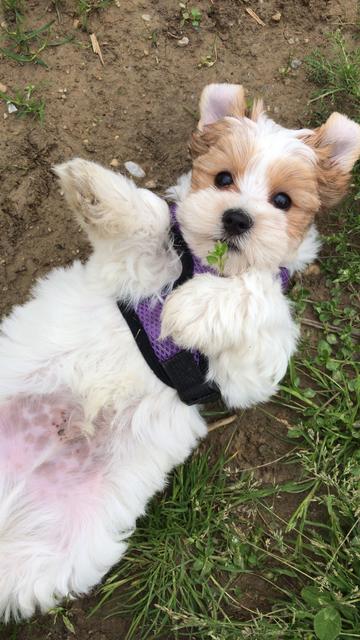 Strolchi als Baby | Foto: Kristina Hartig