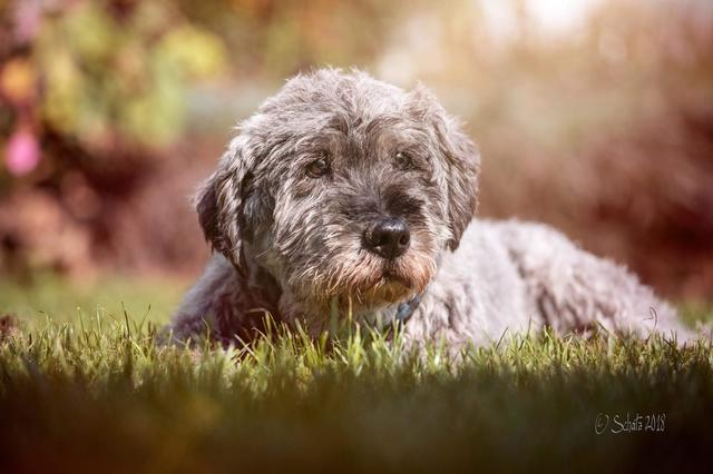 Luzy | Foto: August Graf