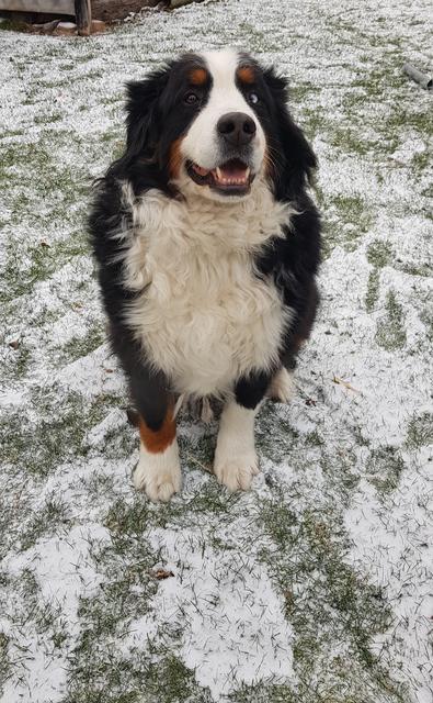 Der schmusebedürftige Bobby im Schnee | Foto: Sabine Grimme