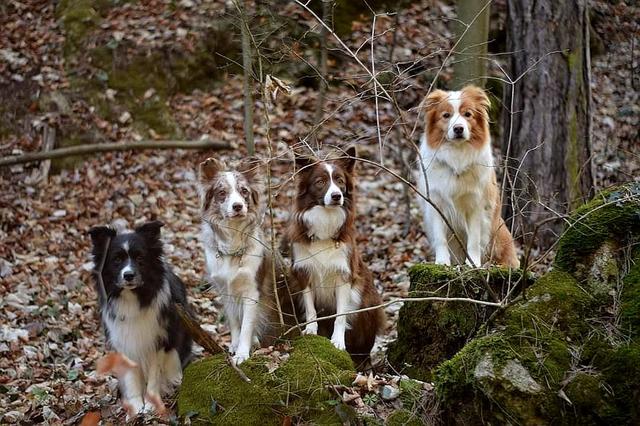 Die Border Collie Gang | Foto: Tamara Stark