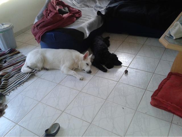 Sindy &amp; Shila ganz entspannt im Wohnzimmer | Foto: Gabriele Struck