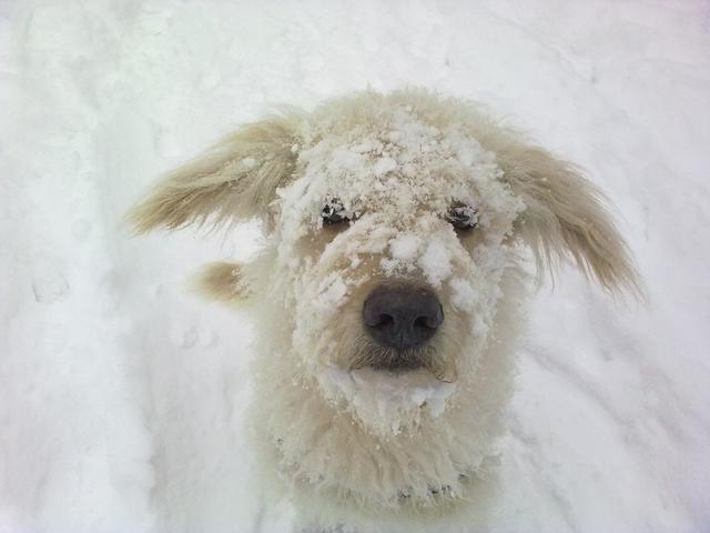 Kuschel im Schnee | Foto: Silvia Burger
