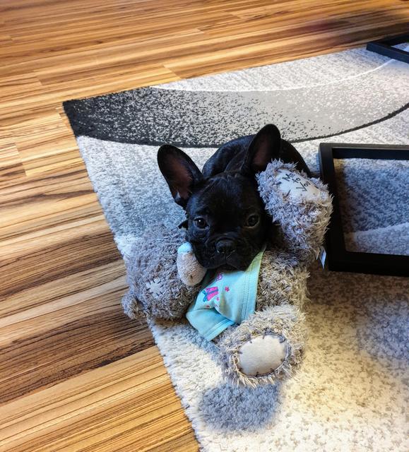 Die 14 Wochen alte French Bulldog Dame names Bella | Foto: Dagmar Miglar
