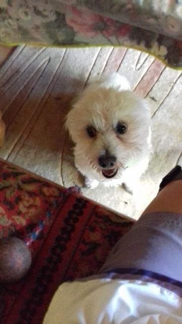 Cico beim Tisch - ganz brav | Foto: Markus Schieder