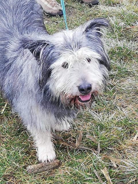 Mischlingsrüde Charly | Foto: Johanna Schweinzer