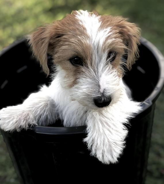 Der kleine Eddie im Blumentopf | Foto: Veronika Huber