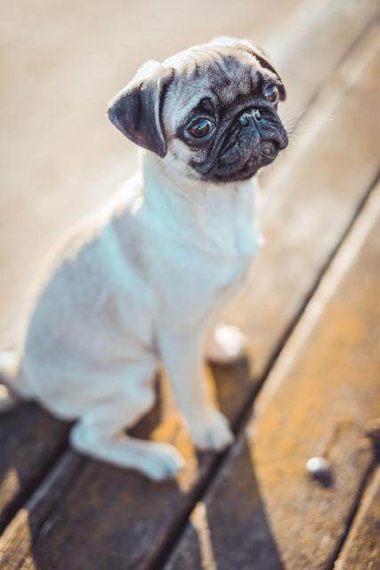 Luna macht "Sitz" | Foto: Jacqueline Echl